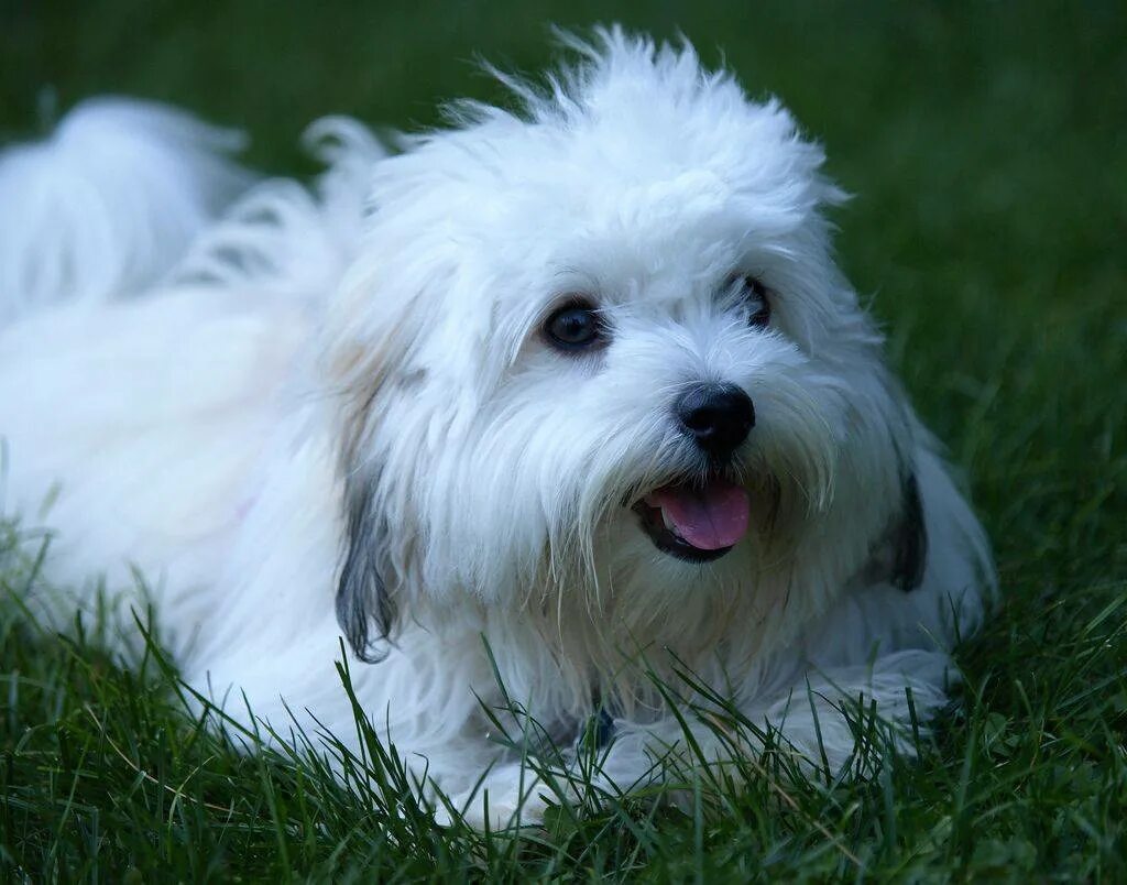 Котон де тулеар. Котон де тулеар. Порода собак коттон де тулеар. Котон де тулеар. Болонка котон де тулеар.