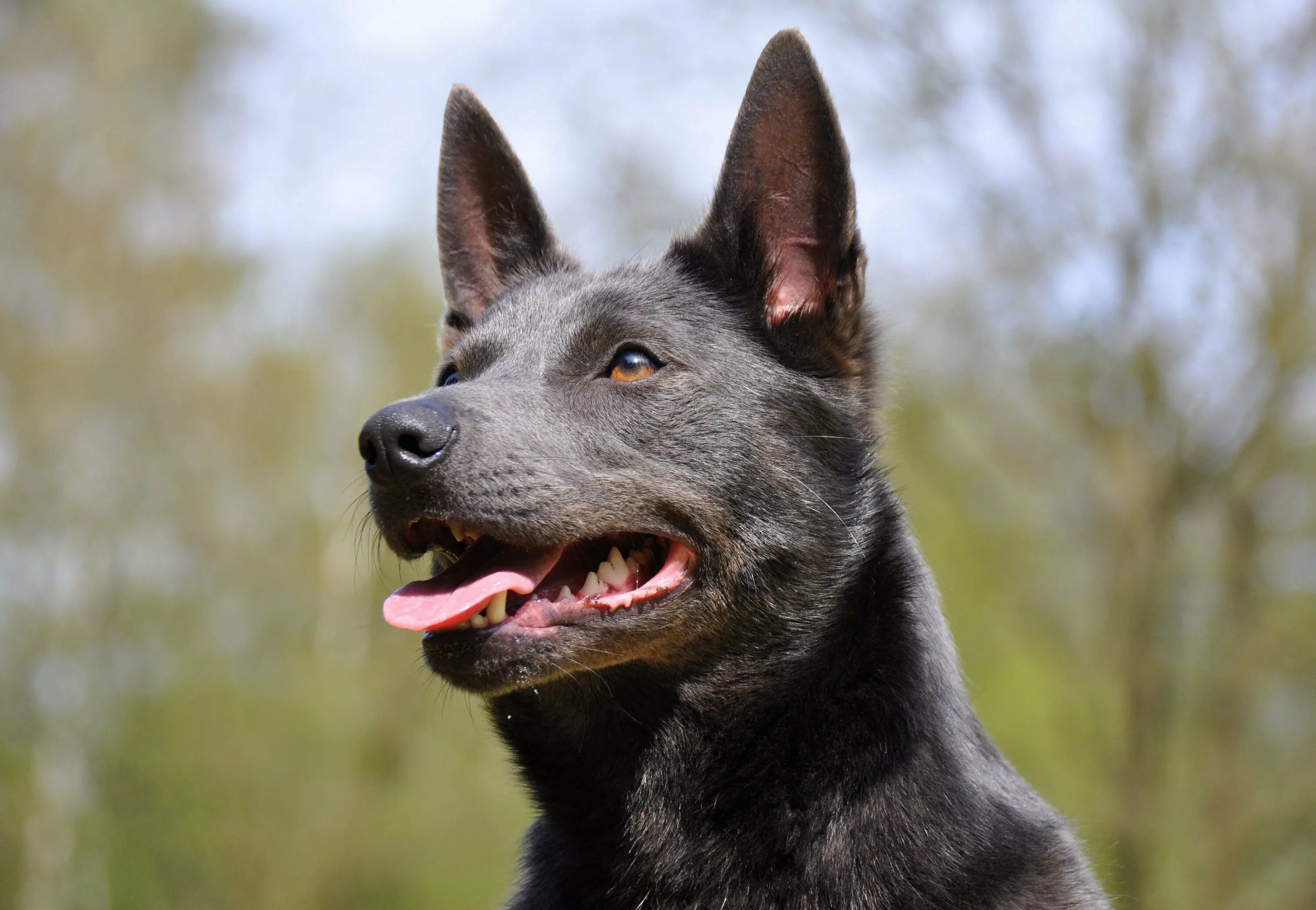 Келпи собака. Австралийский келпи шоколадный. Австралийский келпи. Овчарка келпи. Австралийская пастушья келпи.