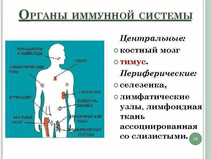 Органы иммунной системы и их функции. Органы иммунной системы. центральные органы иммунной системы. периферические органы иммунной системы человека. иммунитет органы иммунной системы.