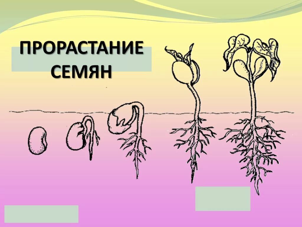 Прорастание семян. Развитие растений. Схема прорастания семян. Проект прорастание семян.