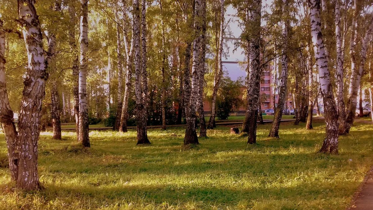 березовая роща озеро ивановская область. березовая роща. милую рощу. рощица. милая роща фото.