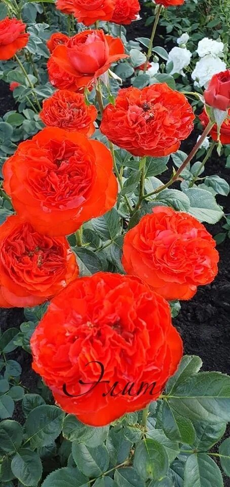 Галерея - Burgund 81 (KORgund, Loving Memory, Red Cedar, The Macarthur Rose) - Э