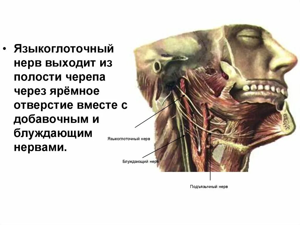 Языкоглоточный блуждающий нерв. Яремное отверстие Черепные нервы. Подъязычный и языкоглоточный нерв. Языкоглоточный нерв отверстие в черепе. Глоточный нерв иннервирует.