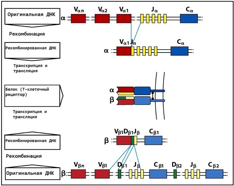 Гены иммуноглобулинов. Схема перестройки генов кодирующих т клеточный Рецептор. Реаранжировка генов т клеточного рецептора. Реаранжировка генов иммуноглобулинов. Строение генов иммуноглобулинов.