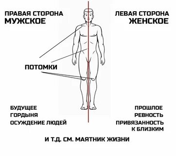 Правая сторона тела это мужская