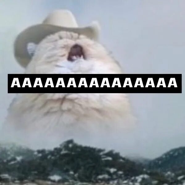 Мем орущий кот с круглым ртом Create meme "fluffy cat, screaming cat, screaming cat in the hat" Pictures M
