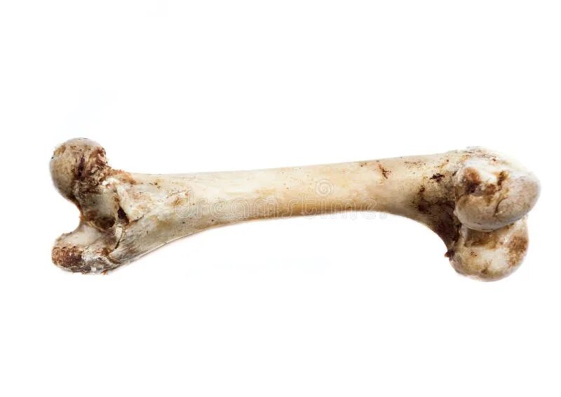 Elder bone