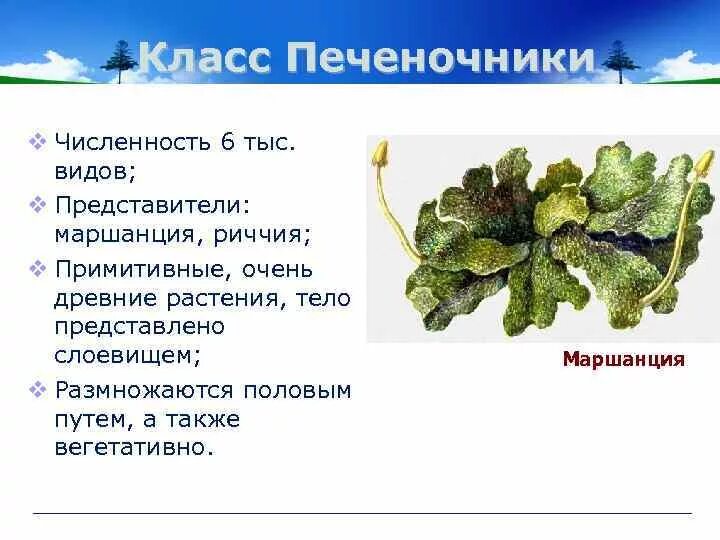 Маршанция значение в природе. Печеночники маршанция. моховидные печеночники представители. мхи печёночники 6 класс. отдел моховидные класс печеночники.