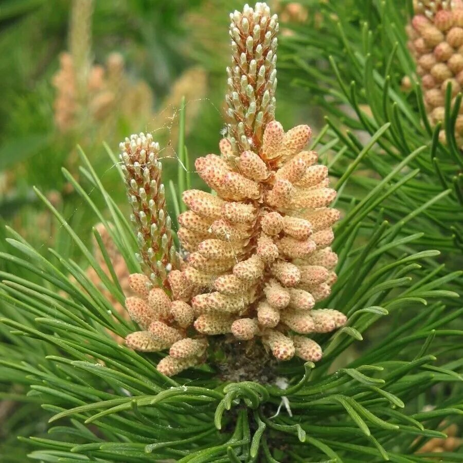 сосновые шишки pinus mugo. сосна горная varella. семена горной сосны. семена горной сосны фото. семена горной сосны.