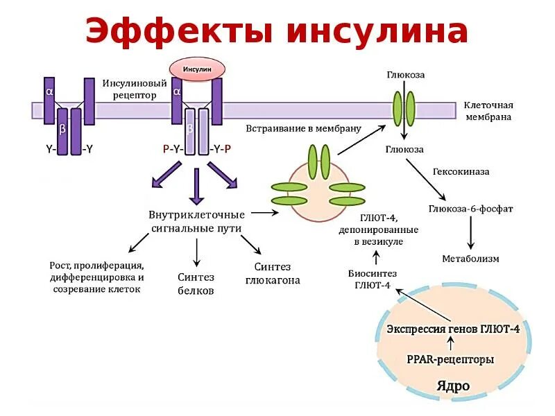 Измененный синтез. Механизм действия инсулина биохимия гормоны. Механизм действия инсулина схема. Инсулин схема действия гормона. Схема механизма действия инсулина на клетку.