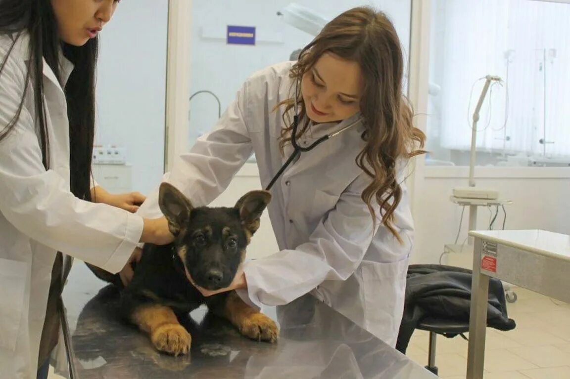 Русские ветеринары. Ветеринария в России. Студенты ветеринарного вуза.
