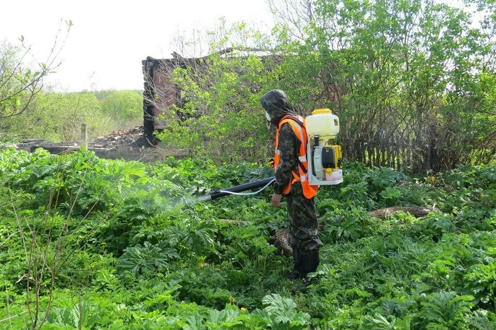 Борьба с сорняками гербицидами. Обработка борщевика гербицидами. Гербицид борщевик. Обработка от сорняков гербицидами. Химическая обработка борщевика.