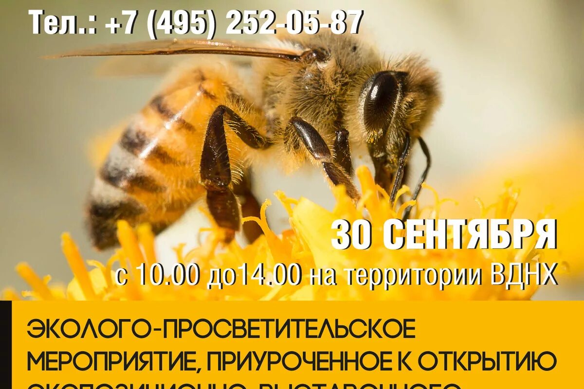 Пчеловодство вднх. Павильон 28 пчеловодство на вднх. выставка пчеловодства. музей пчеловодства на вднх. магазин пчеловодства вднх.