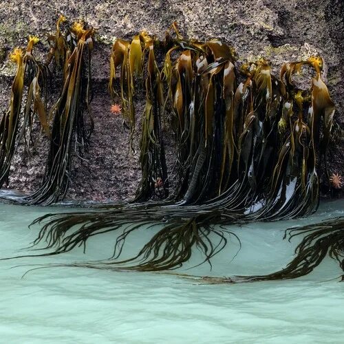 Ламинария в холодных морях. Синезелёные водоросли в Антарктиде. Пресноводные водоросли в Антарктиде. Ламинария в Арктике. Ледовые водоросли.