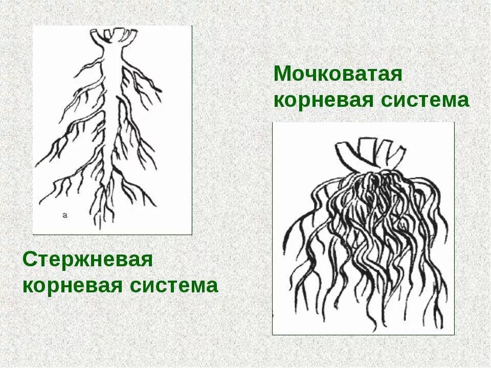 Признаки характерные для стержневой корневой системы. Стержневая мочковая система корны. Мочковатая корневая система подорожник. Строение корня стержневой системы.