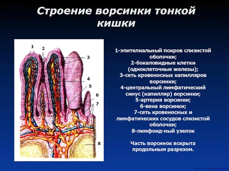 Строение ворсинки тонкой кишки анатомия. Опишите строение кишечной ворсинки.. Слизистая строение тонкой кишки. Кишечная Ворсинка анатомия. Кишечные ворсинки характерны для