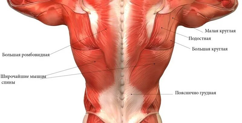 Мышечный корсет поясничного отдела. Мышцы спины. Мышечный корсет спины. Мышцы позвоночника.