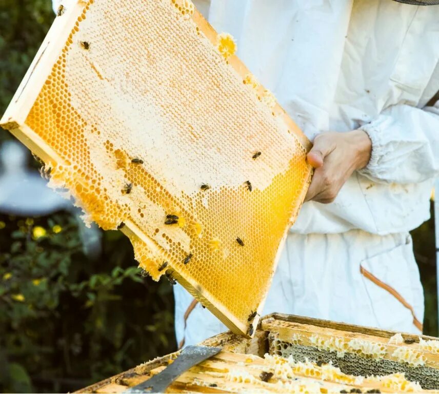 Пчелы и Пчеловодство. Мед пасека. Улей для пчел. Пчелы в улье. Мало меда на пасеке