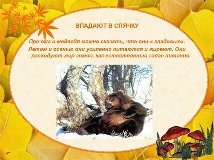 Как называется когда впадают в спячку