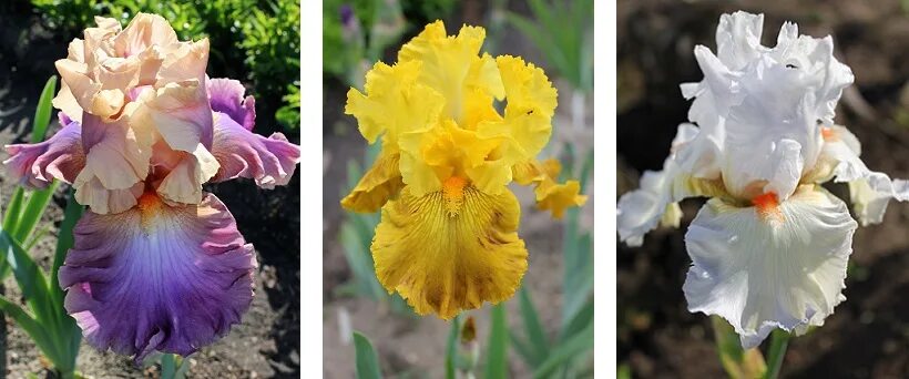 Ирис германский вабаш. Чернышевского 15в планировка. Ирис пермь. Ирис тигровый. Ирис тонколистный синий.