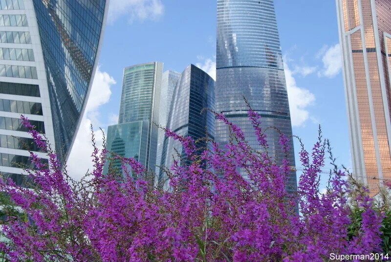 Инсталляция в москва сити 2022. Цветочный джем тверская. Цветочный бутик интерьер. Большое растение в магазин. Красочный фестиваль «цветочный джем».