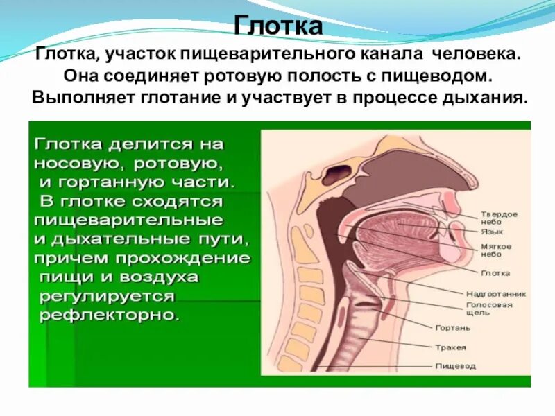 Глотка переходит. Органы пищеварительной системы ротовая полость. Пищеварительная система человека анатомия глотка. Пищеварительная система анатомия полость рта. Анатомия дыхательных путей пищеваритель.