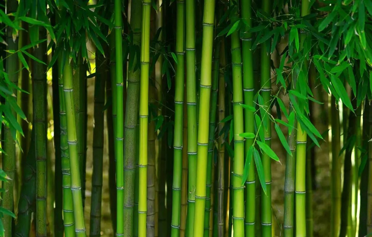 Beautiful green bamboo stems on blurred background Фотографія Stock Adobe Stock
