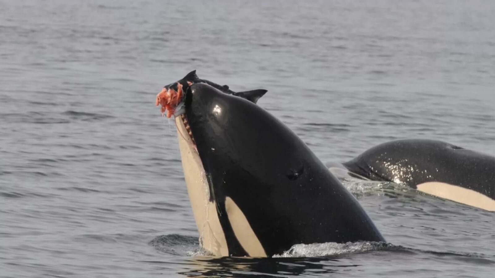 Кит касатка фото. Seaworld касатки. Касатка дельфин акула. Касатка дельфин акула. Млечные железы у касатки.
