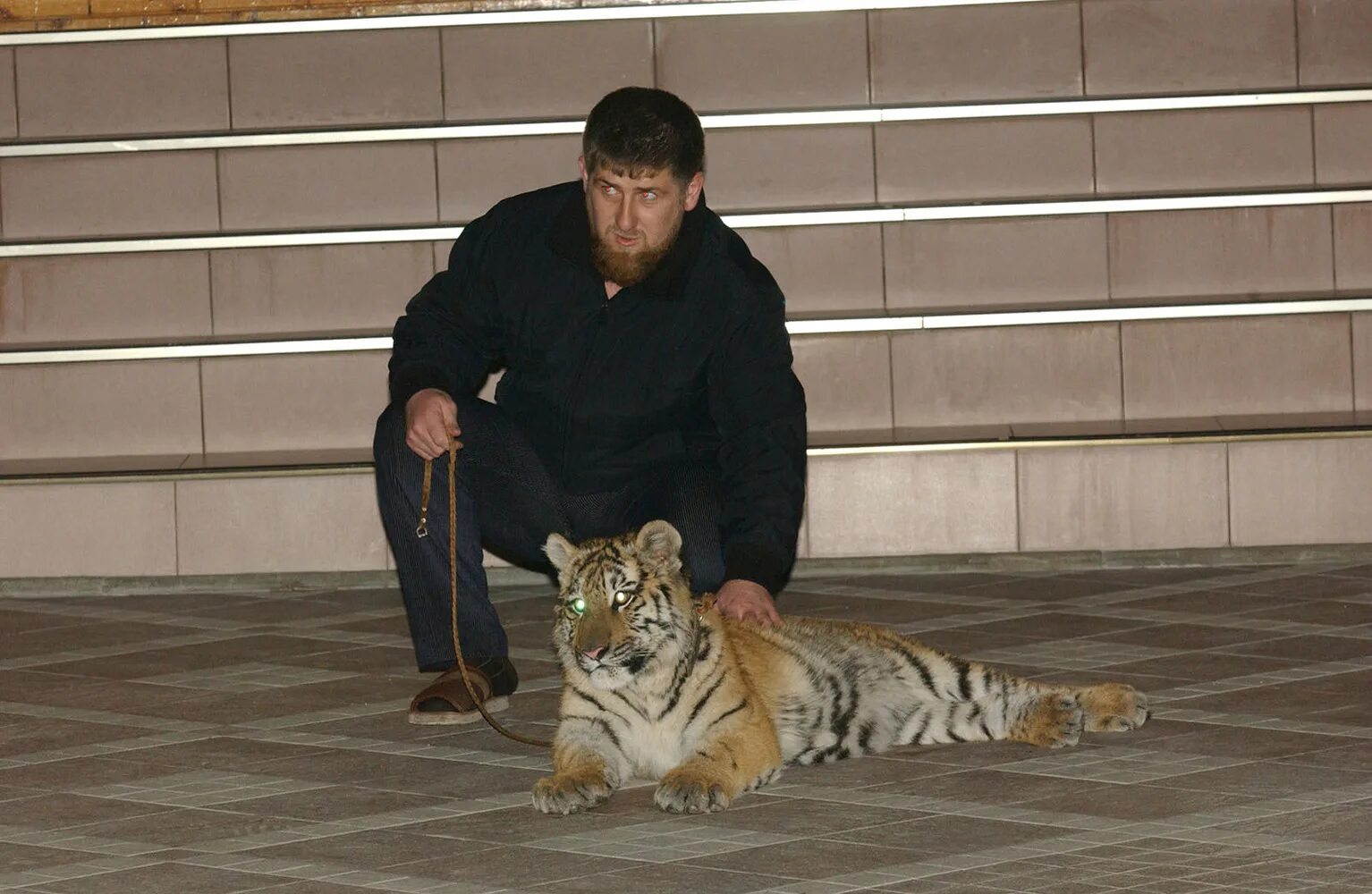 Кадыров кот. Тигр рамзана кадырова. Лев кадырова. Кадыров лев. Львы кадырова.