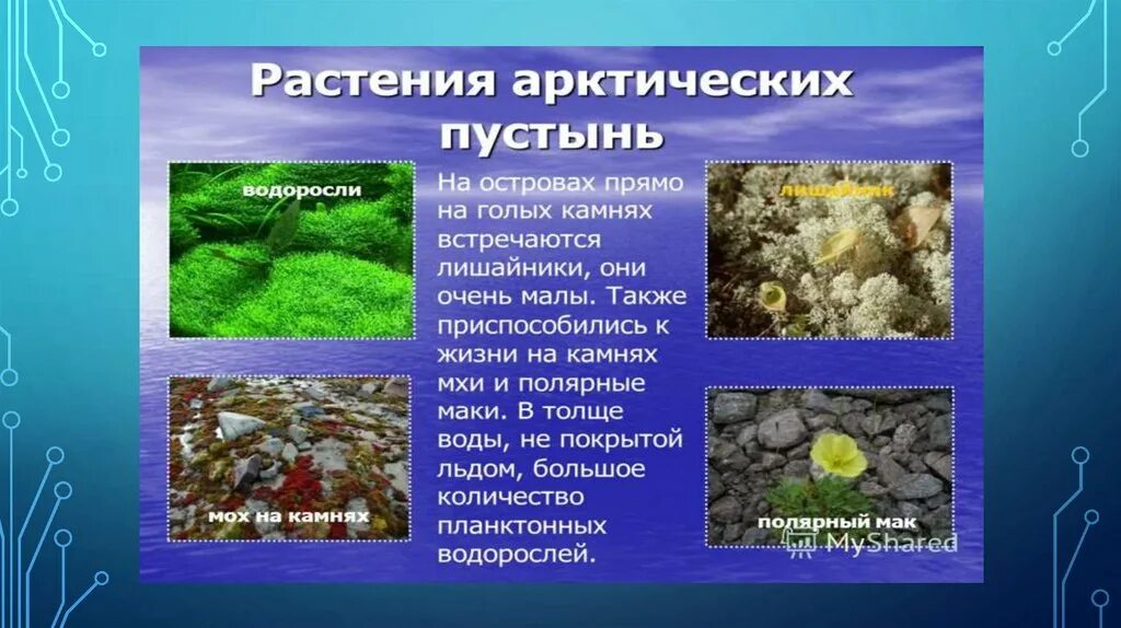 Растения обитающие в арктических пустынях. Водоросли арктических пустынь. водоросли арктической пустыни. водоросли зоны арктических пустынь. растения арктических пустынь водоросли.