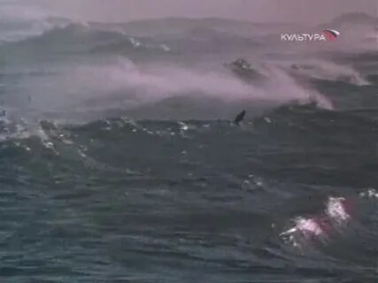 Бегущий краем моря
