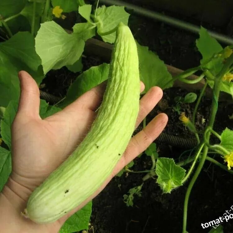 Армянский огурец со вкусом дыни. Торторелла армянский огурец. Огурдыня армянский огурец. Сорт огурцов армянский богатырь. Армянский огурец со вкусом дыни.