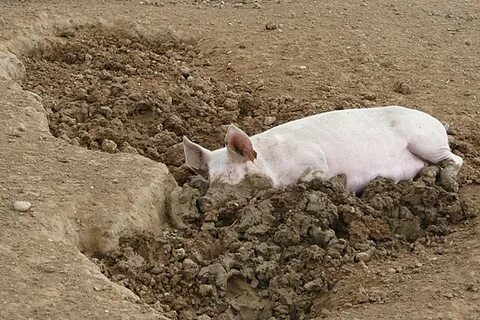 Почему поросята валяются в грязи