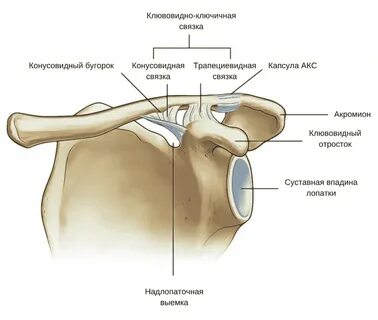 Акрамион