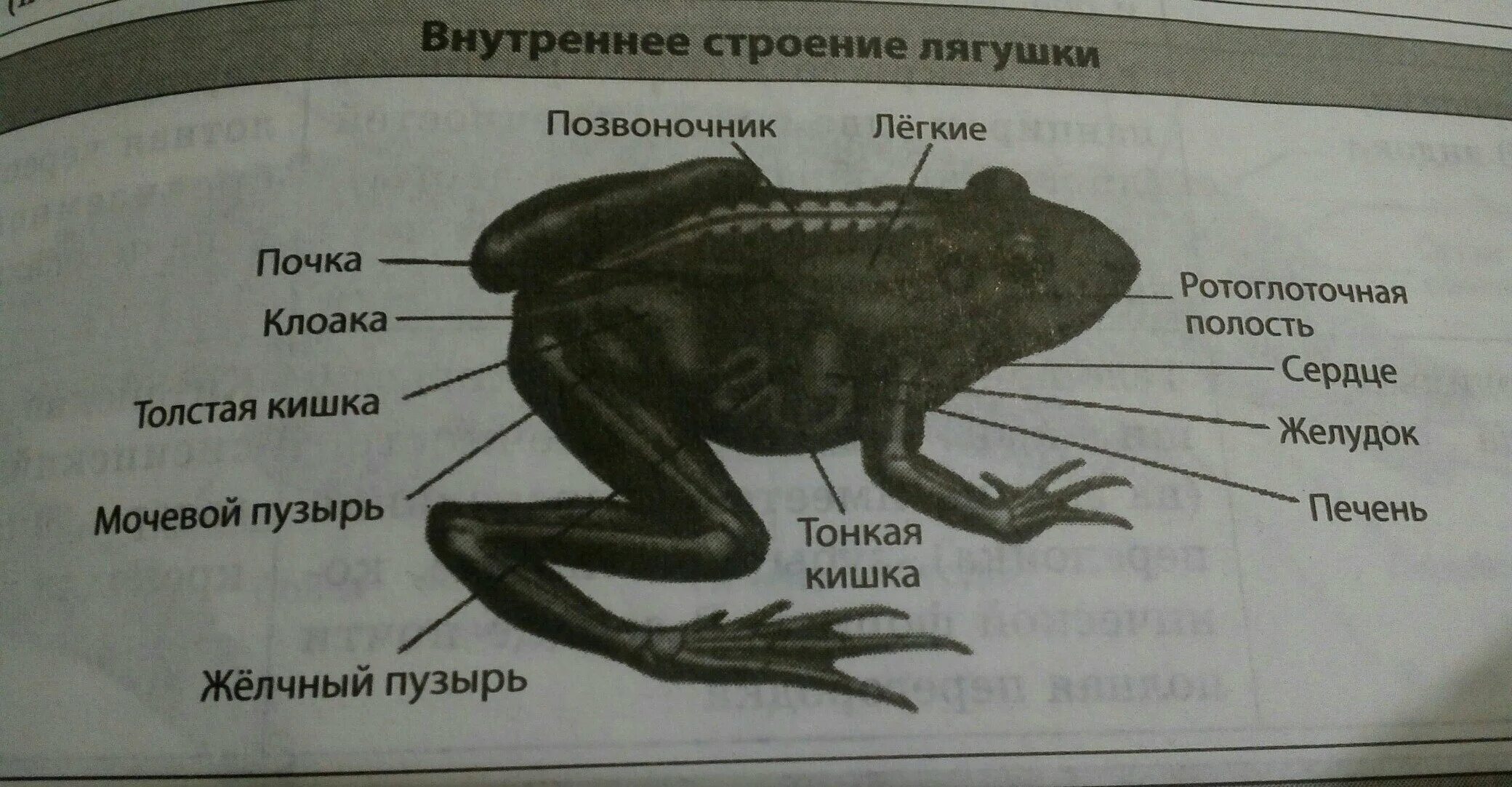 Внутренне строение лягушки. Строение лягушки. Внутреннее строение лягушки. Внешнее строение лягушки. Строение лапки лягушки.