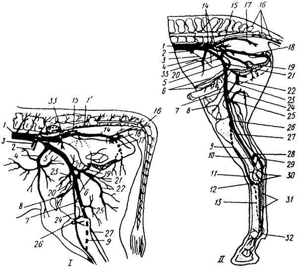 Артерии задней конечности анатомия животных. Внутренняя подвздошная артерия у животных. Артерия сафена у КРС. Артерии и вены животных