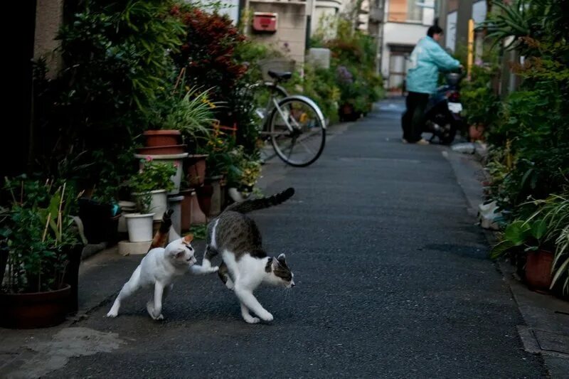 Уличные коты. Уличные коты и собаки. Растрепанные уличные кошки. Уличные коты Патонга. Уличные кошки купить