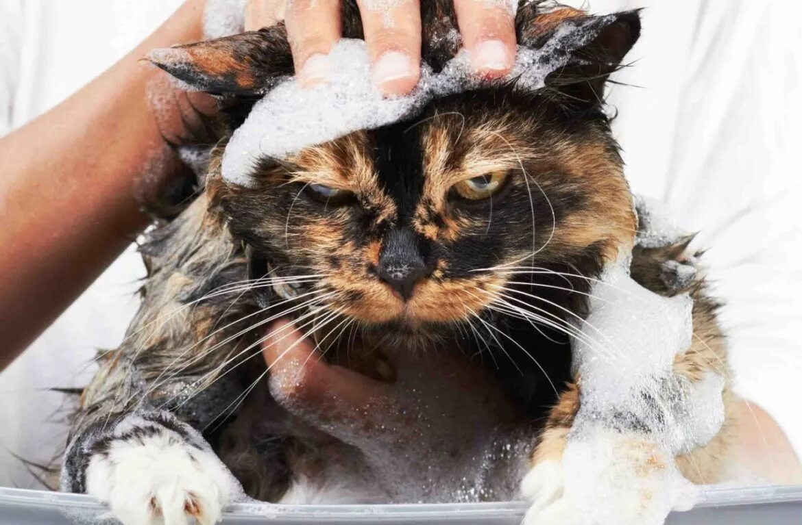 Как отмыть кота