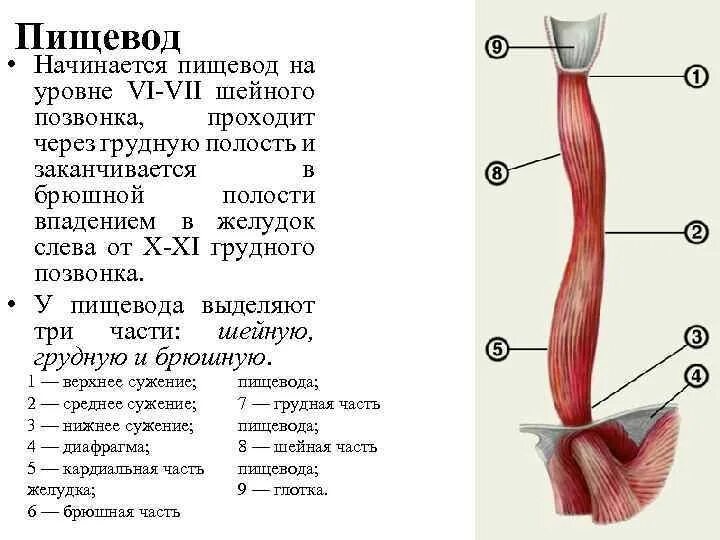 Пищевод расположен на уровне