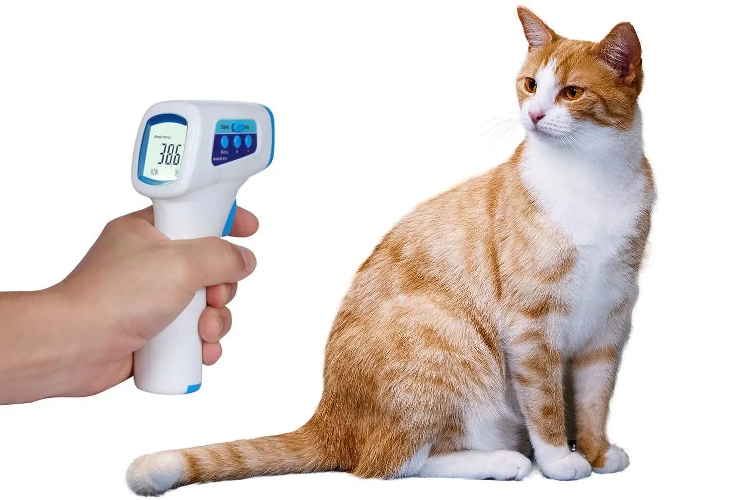 Температура кошки 39 5. Кошка с градусником. Градусник для котов. Градусник для животных кошек. Термометрия кошки.