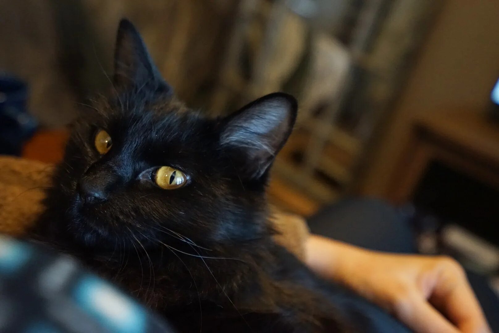 76 черный. Полностью черный кот. Черный носатый кот. Ростов Великий черный кот. Кот 666.