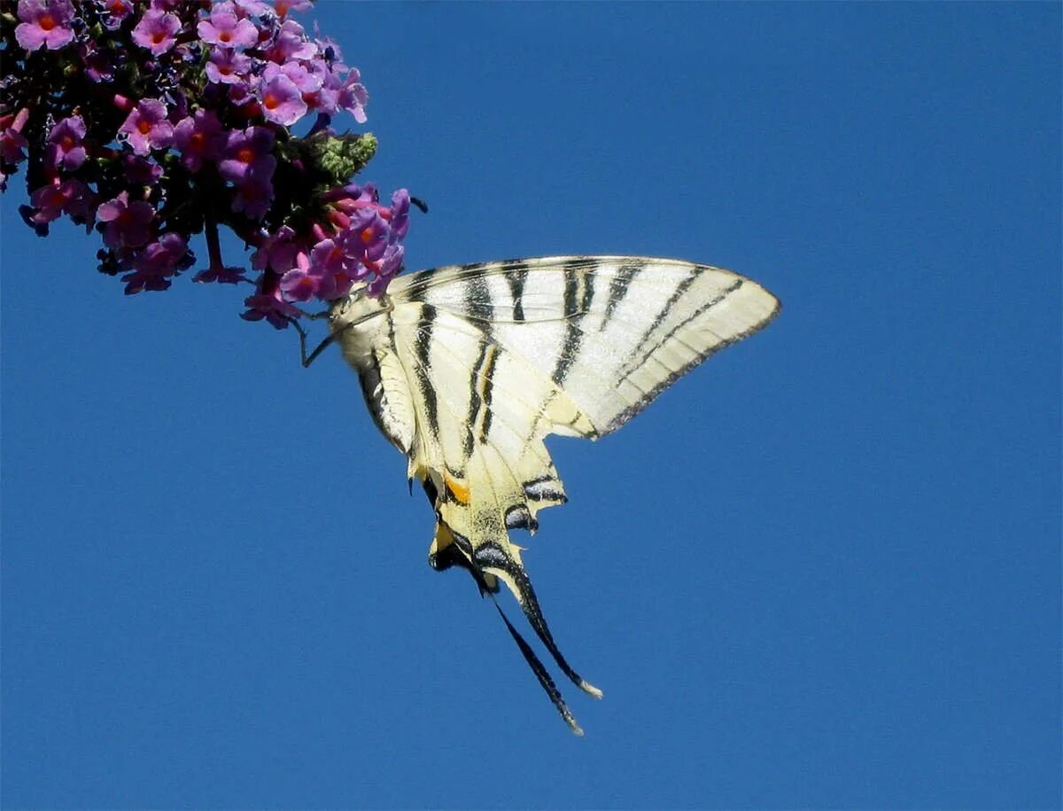 Птицы в цветах. Бабочки на лугу. Черные розы и облака. Бабочка на цветке. Бабочки над цветами.