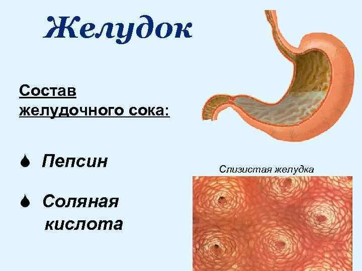 Слизистая желудка состоит. Желудочный сок строение желудка. Соляная кислота желудочного сока. Соляная кислота в составе желудочного сока. Строение желудка и состав желудочного сока.