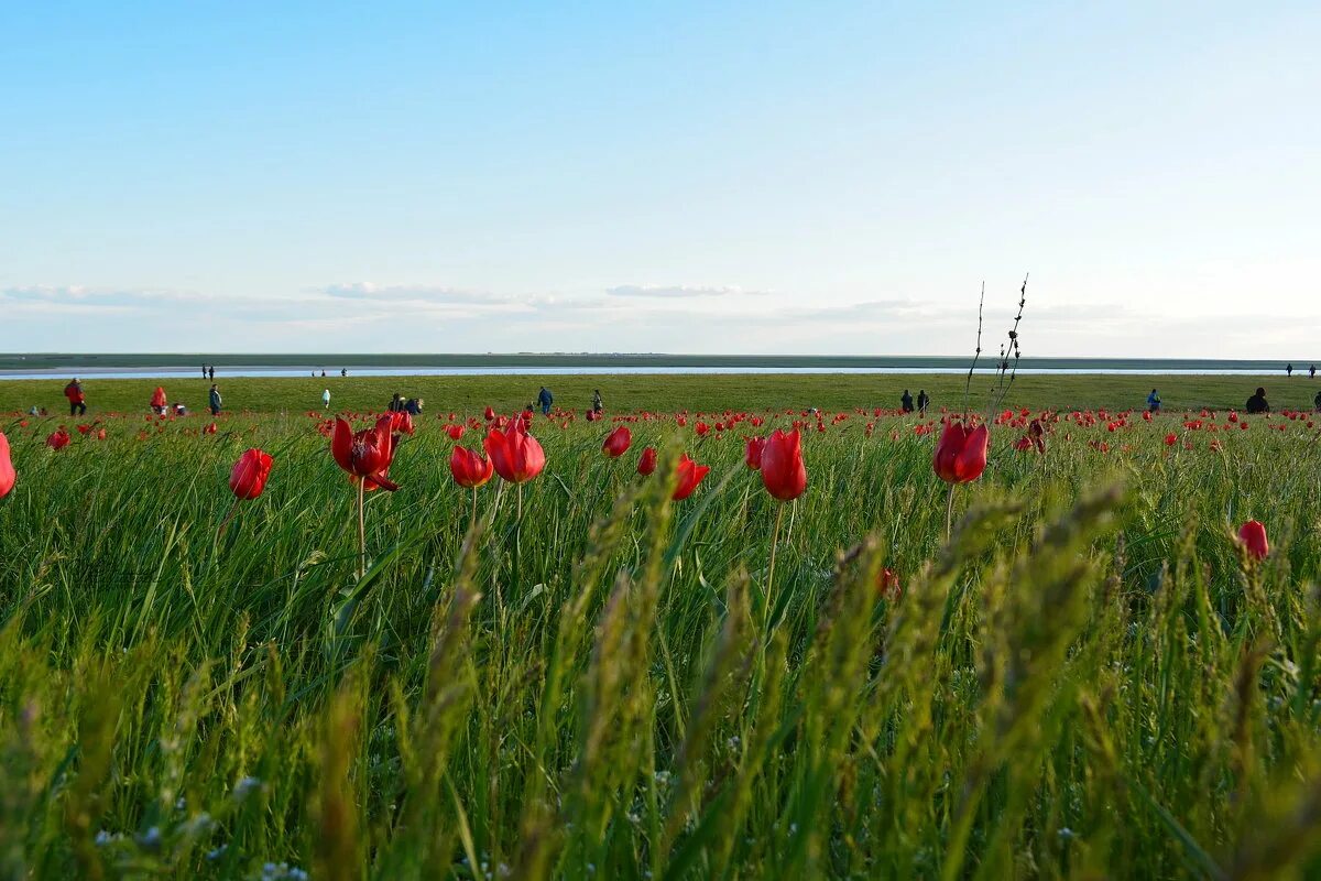 озеро заповедник маныч-гудило в ростовской области. цимлянский район заповедник ростовский. ростов заповедник ростовский. заповедники ростовской области ростовский. озеро маныч-гудило в ростовской области.