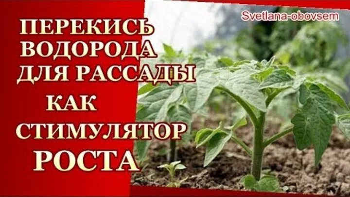 Перекись водорода для рассады томатов как применять