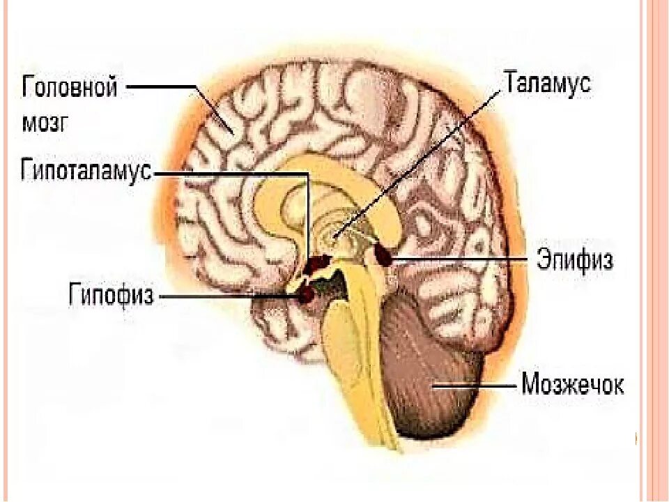 Гипофиз в голове. Строение головного мозга таламус гипоталамус. Промежуточный мозг гипофиз эпифиз. Гипофиз эпифиз таламус. Гипофиз таламус шишковидная железа.