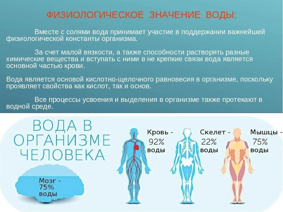 В живом организме вода выполняет функции. Физиологическое значение воды. вода в организме человека. значение воды в организме человека. физиологическая роль воды.