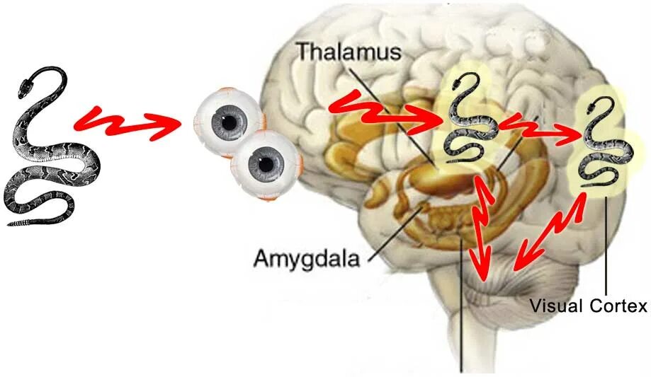 Повреждение гиппокампа. Гиппокамп и миндалевидное тело. Таламус и Амигдала. Лимбическая система мозга Амигдала. Таламус и гиппокамп.