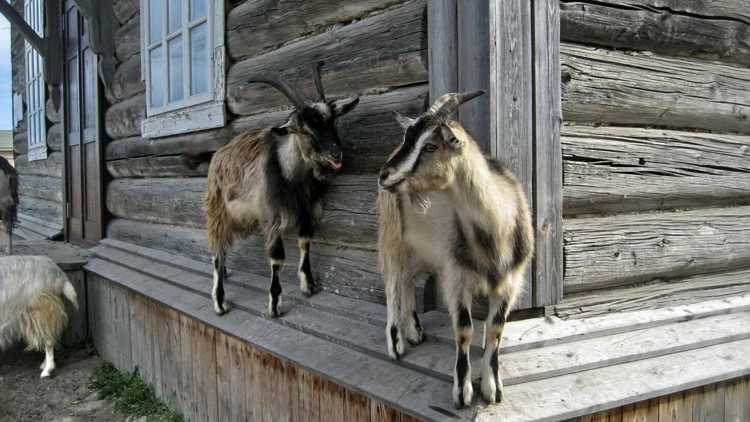 Козленок в деревне. Со двора вышла коза. Облезлый козел. Уэльс дикие козы. Одичавшие козы.