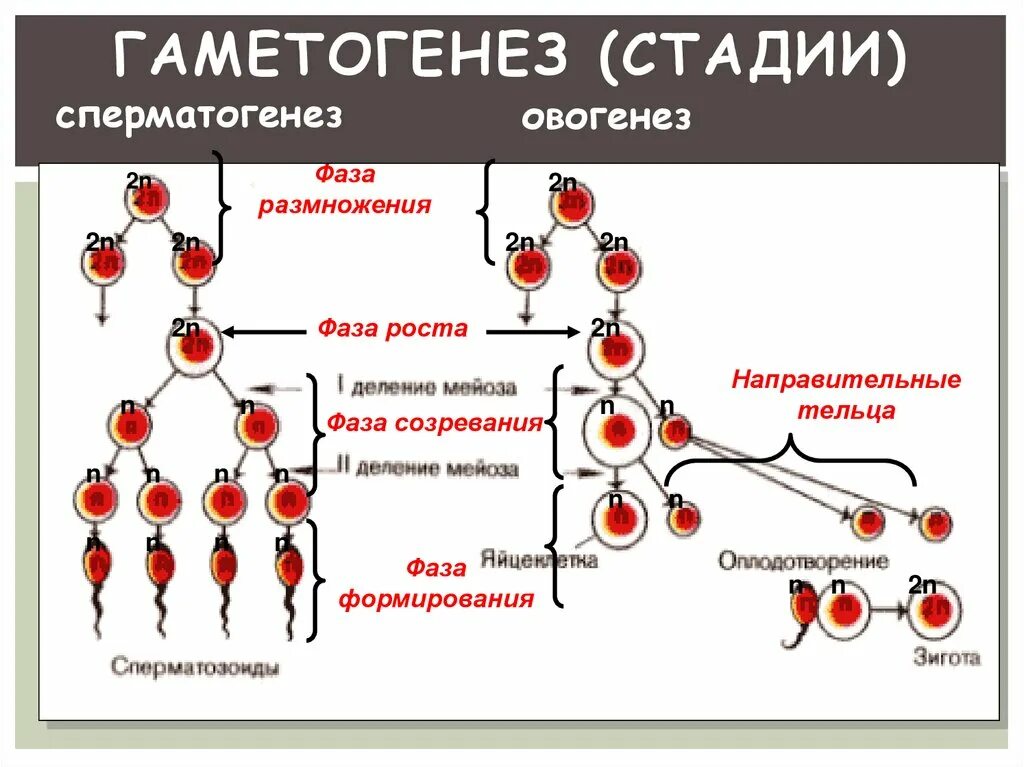 Фазы гаметогенеза таблица фаза процессы. Этапы гаметогенеза характеристика. Образование половых клеток гаметогенез таблица. Фазы гаметогенеза схема. Процессы стадии гаметогенеза